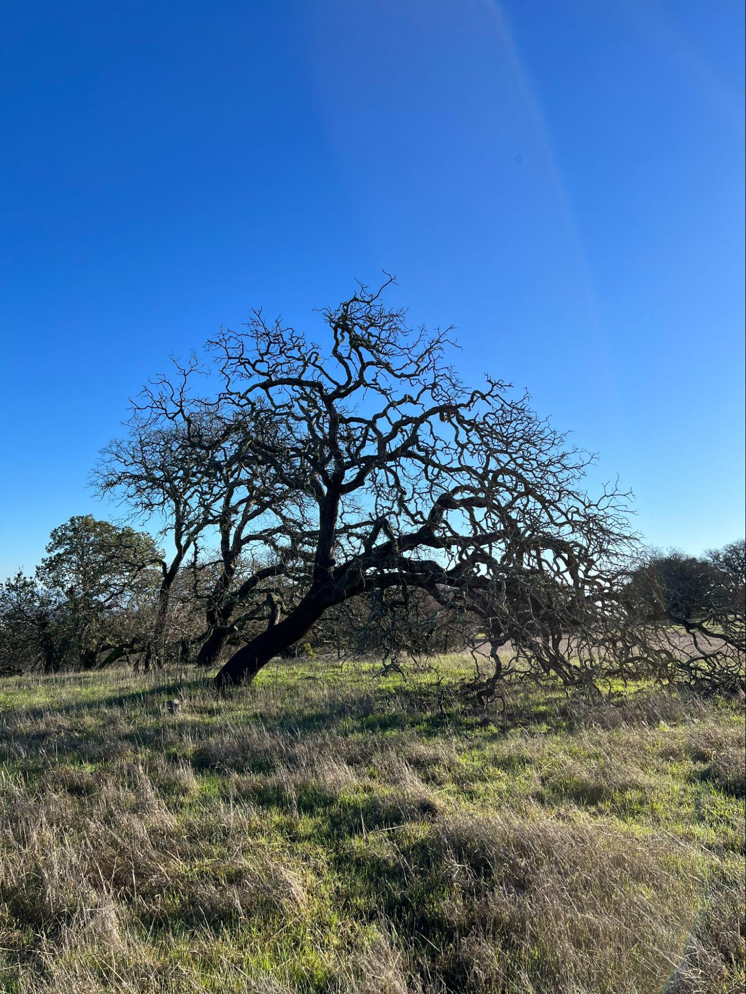 Stanford dish loop trail